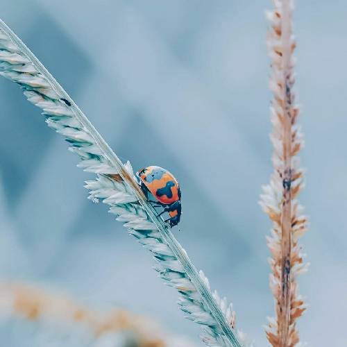 میثم حسینی اما ندیدی گلم داغی شدی رو دلم